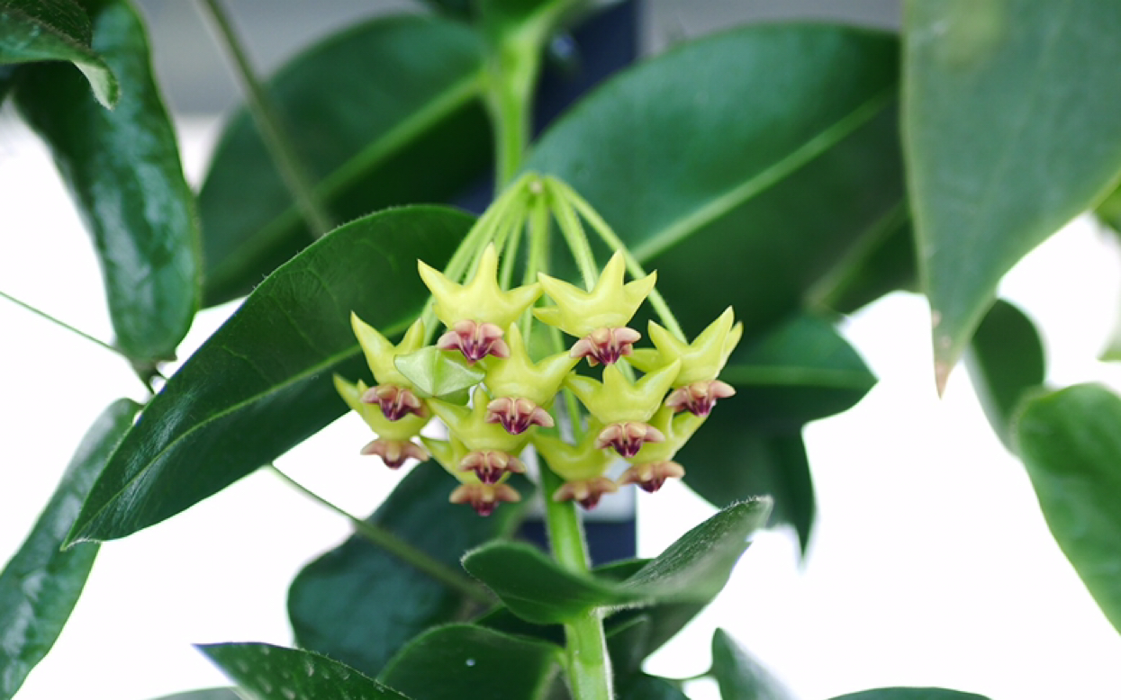 球兰孜然的开花延时记录