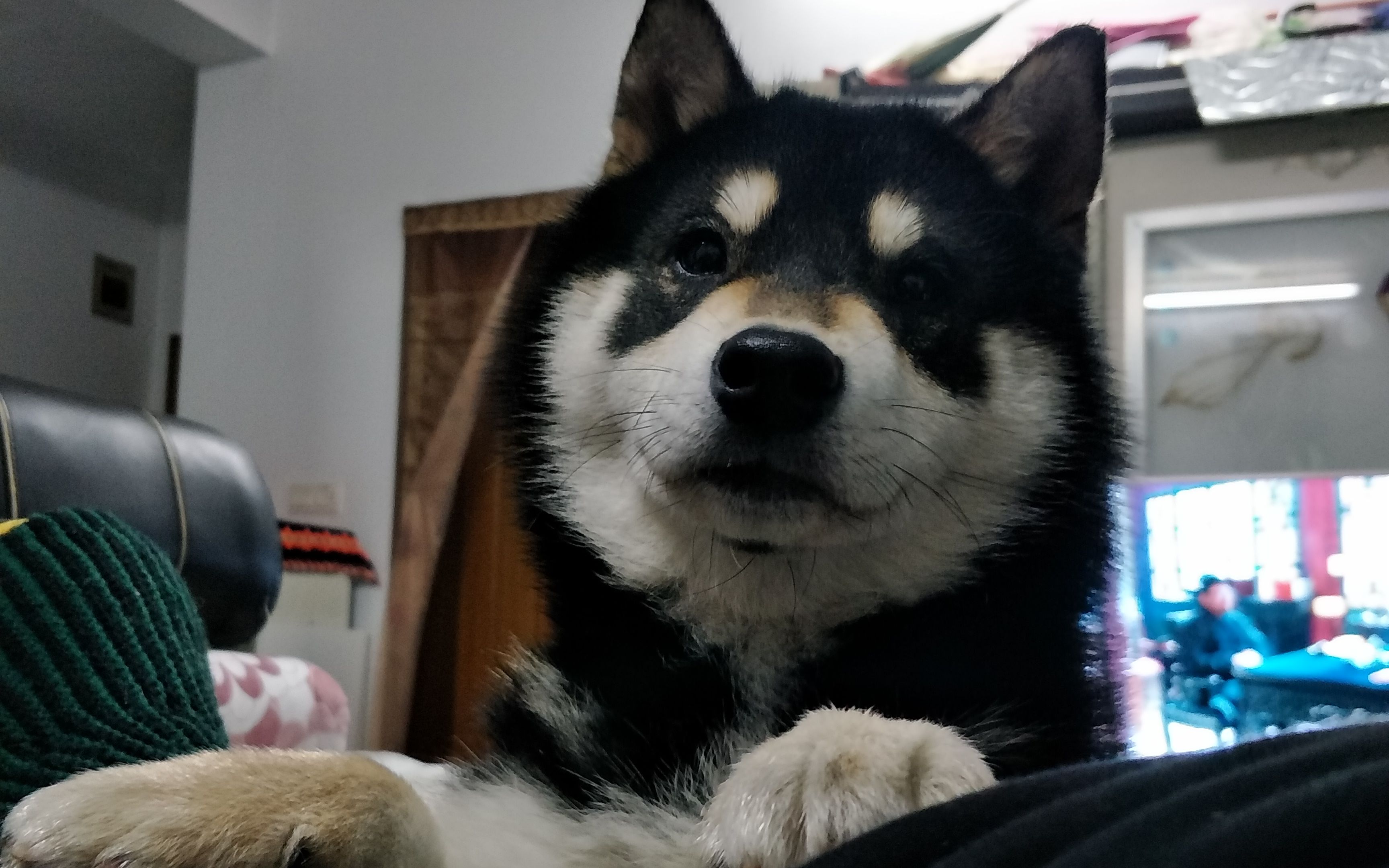 黑柴626性感黑柴在线舞狮