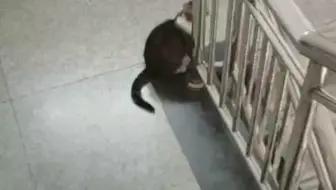局里的小猫咪-2022年5月6日