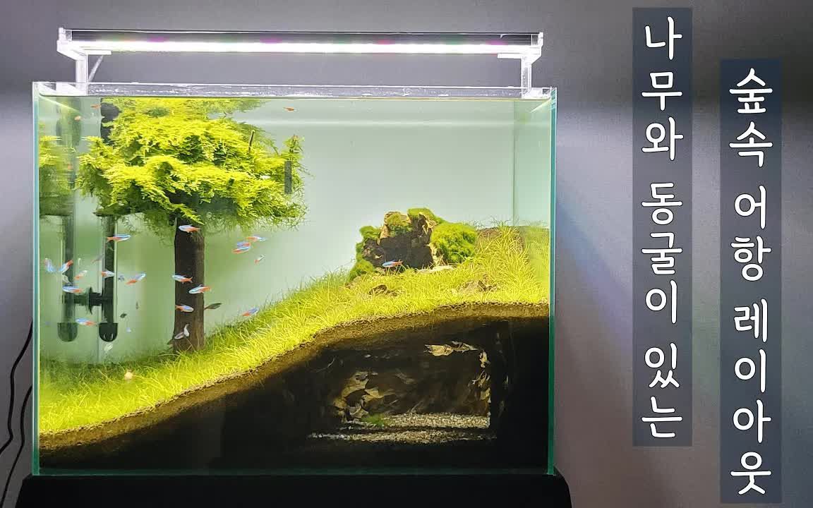 【水族造景——创建森林鱼缸布局和洞穴鱼缸 - 水族箱】【tv [aqua