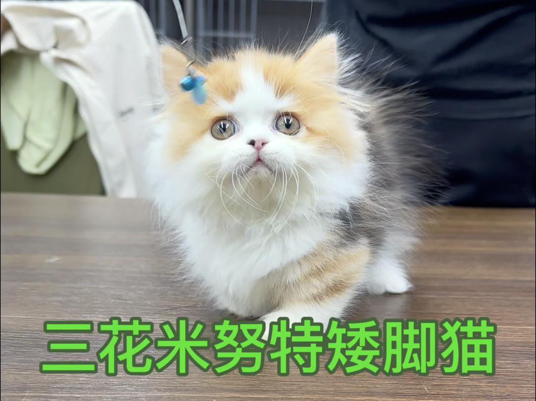 三花米努特矮脚猫,每个点都长在你心里哔哩哔哩bilibili