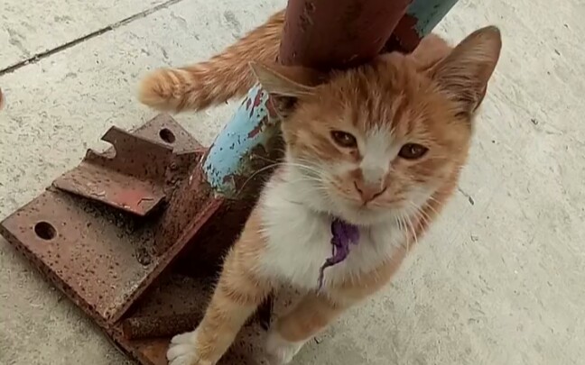 小猫咪【挠痒痒】,喵