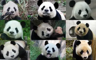 熊猫家族 搜索结果 哔哩哔哩 Bilibili