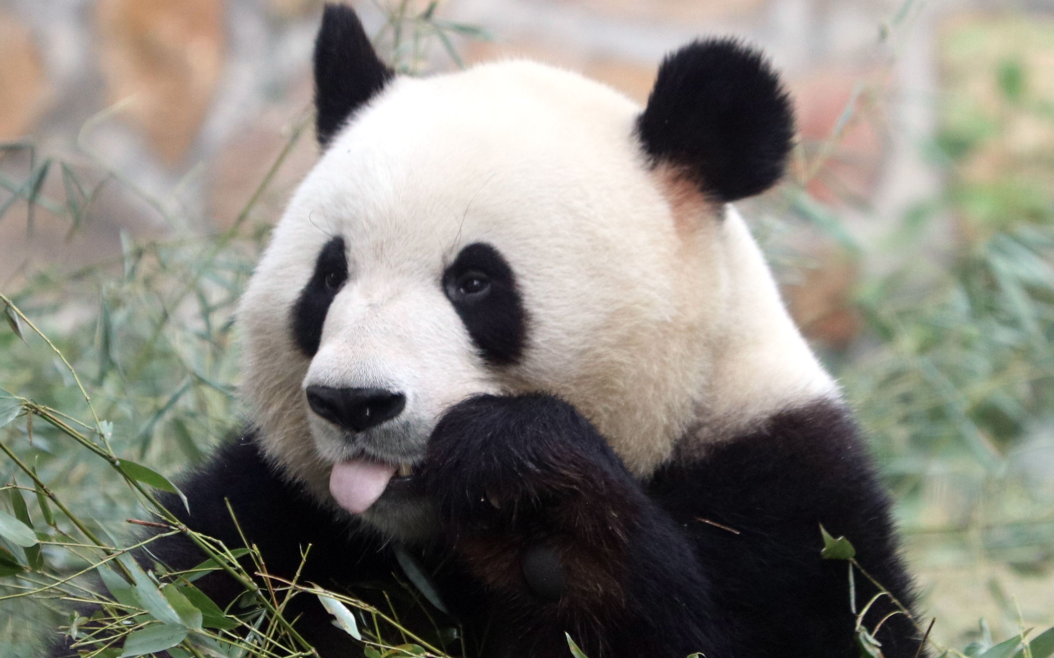 大熊猫萌兰 看着看着就饿了11_哔哩哔哩 (゜-゜)つロ 干杯~-bilibili