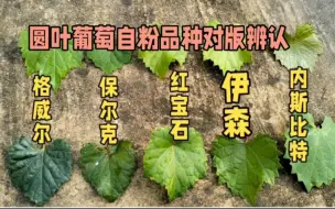 Tải video: 圆叶葡萄对不对版，叶片辨认图解