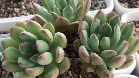 多肉植物迈达斯国王echeveria King Midas 也叫厚叶花月夜杂交品种母本为星美人父本为花月夜叶缘具有花月夜 的红边以及星美人叶片的肥厚 哔哩哔哩