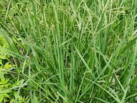 452 牛筋草:禾本科草本植物.