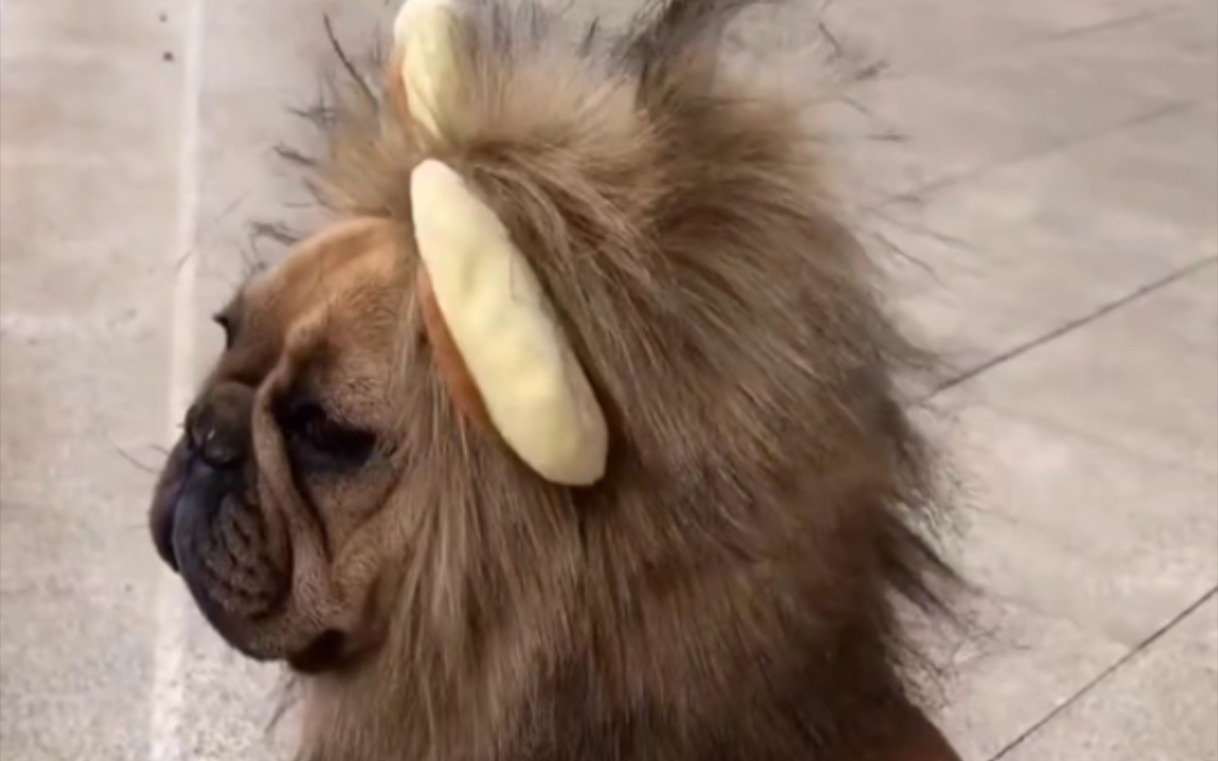 就你这这样还是模仿狮子大赛金牌得主?