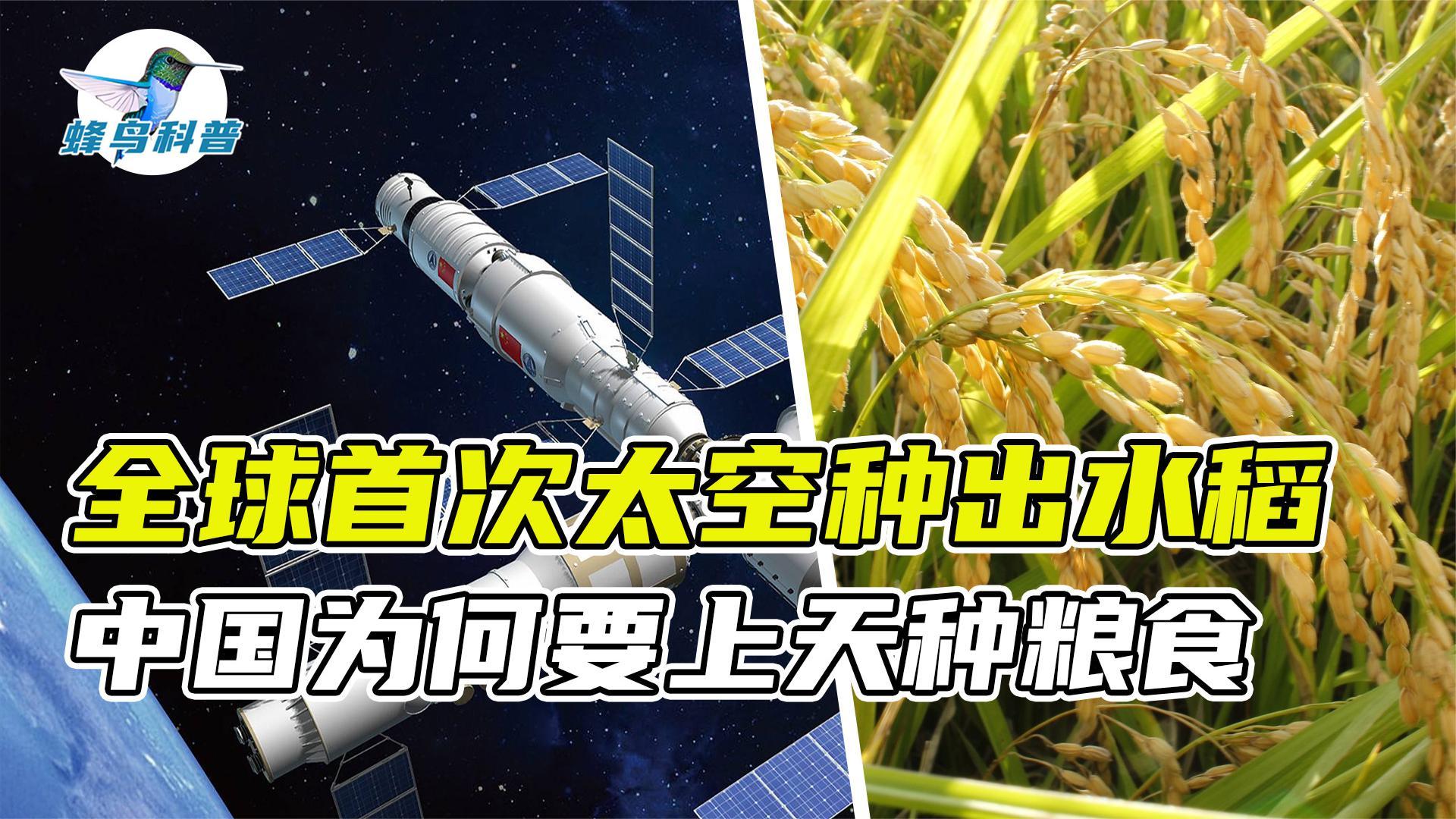 神州14带回太空水稻,地球这么多地,中国为啥非到太空种粮?
