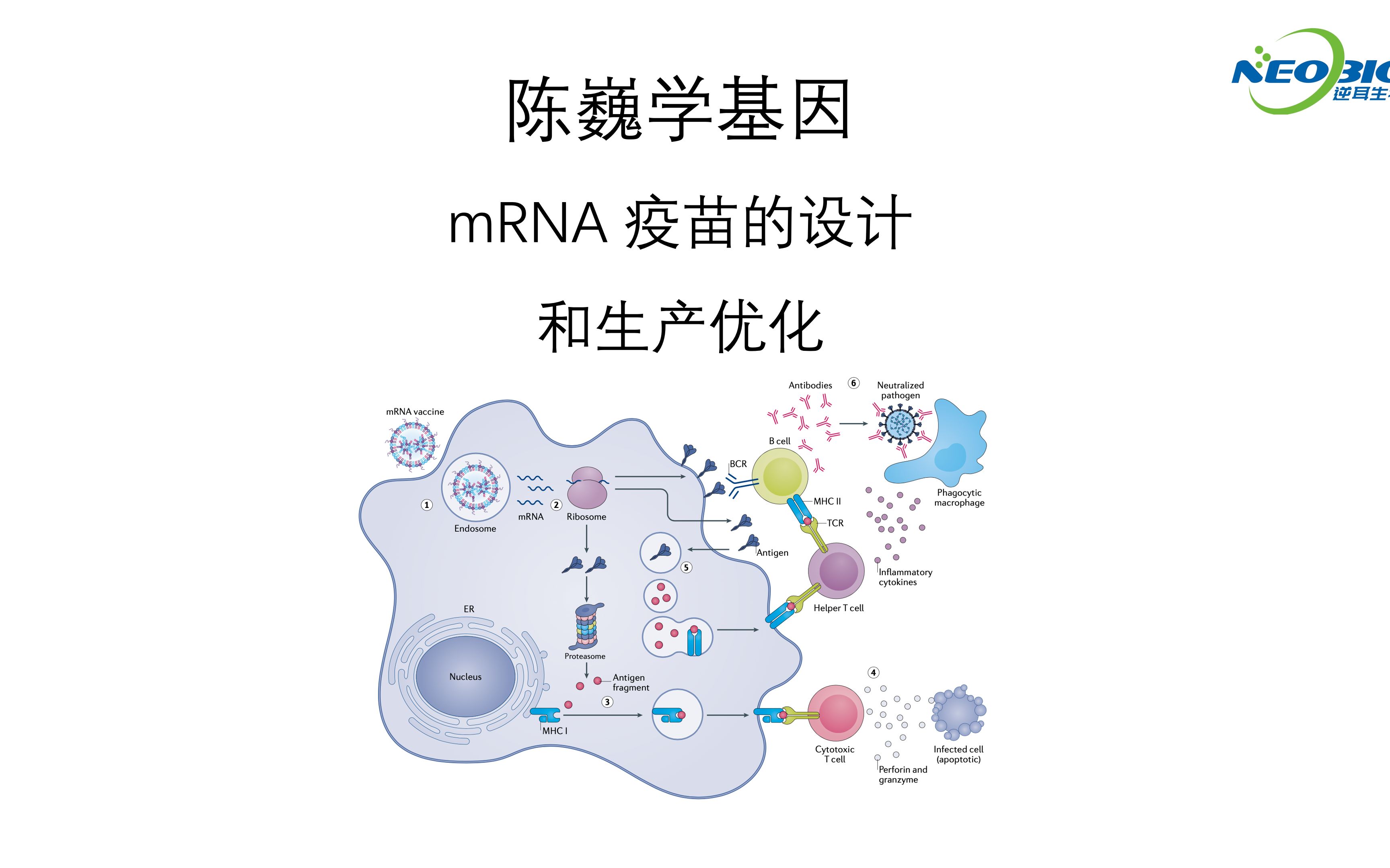 【陈巍学基因】视频96:mRNA疫苗的设计和生产优化哔哩哔哩bilibili