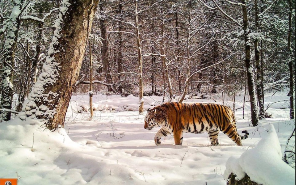 野生东北虎出没