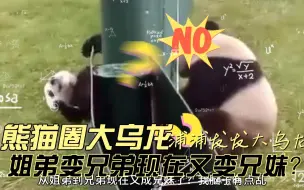 Tải video: 熊猫圈历经多年的大乌龙事件，浦浦发发从姐弟变兄弟现在又成兄妹了！