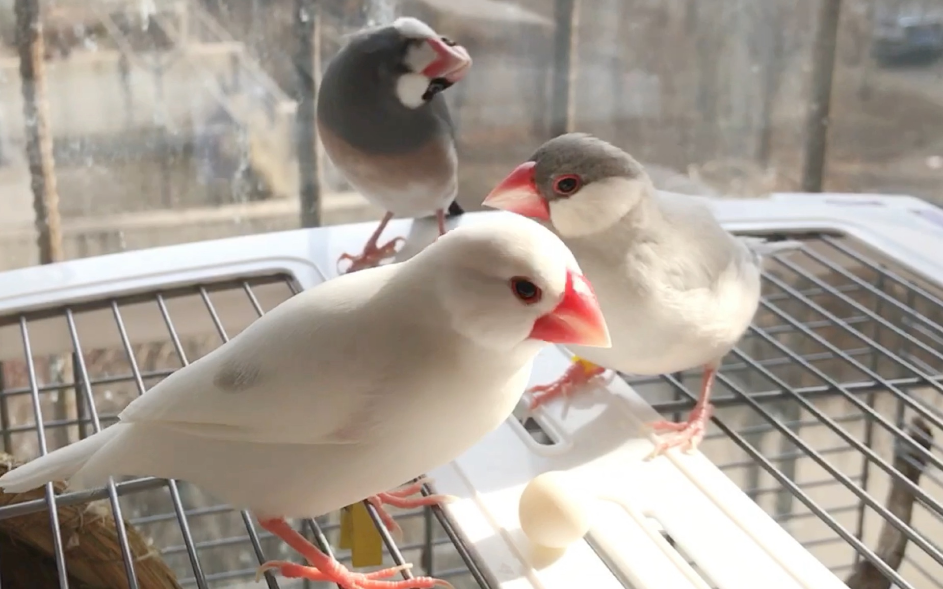 【手养文鸟】2月