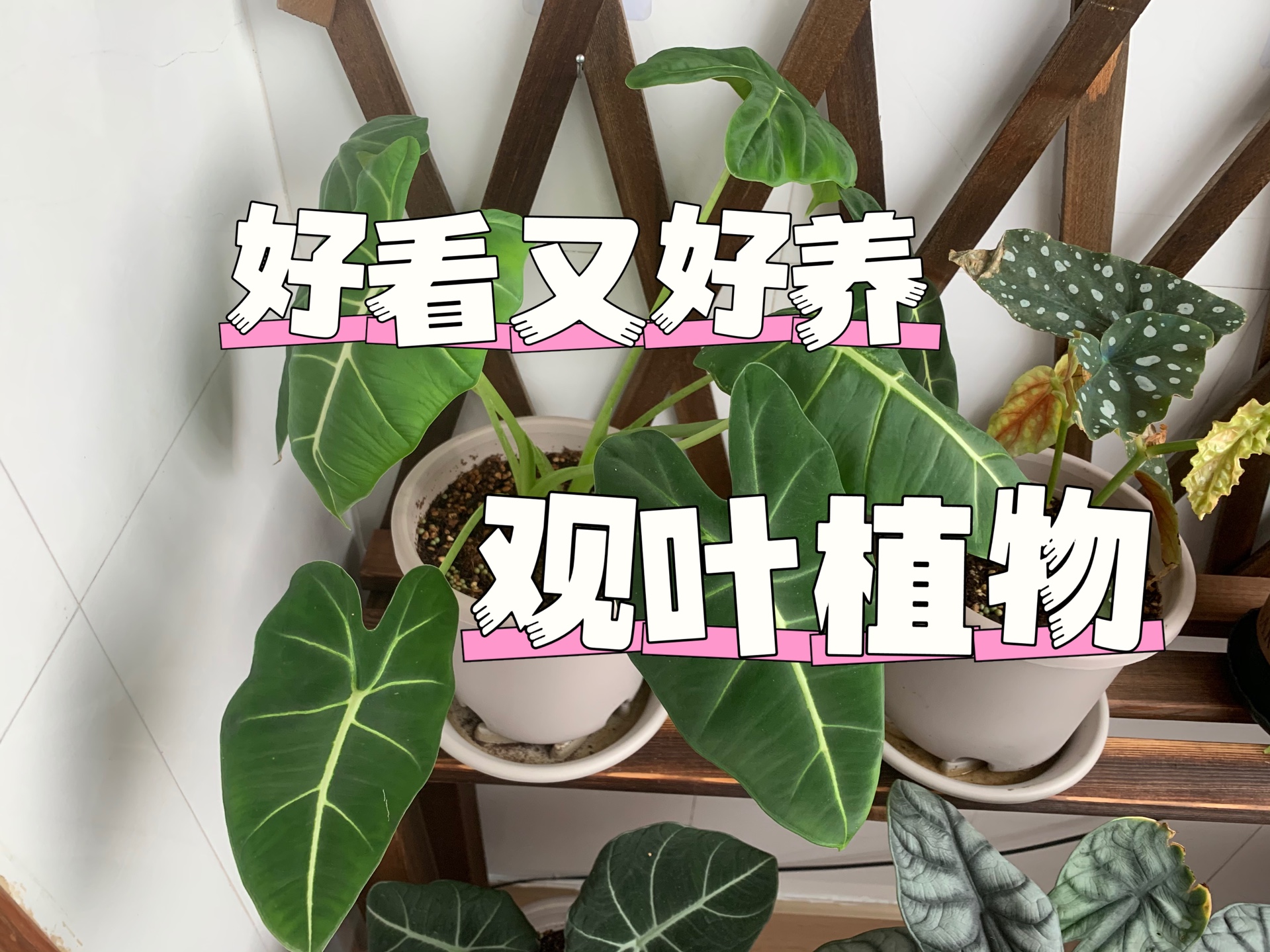 适合新手,好看又好养的观叶植物哔哩哔哩bilibili