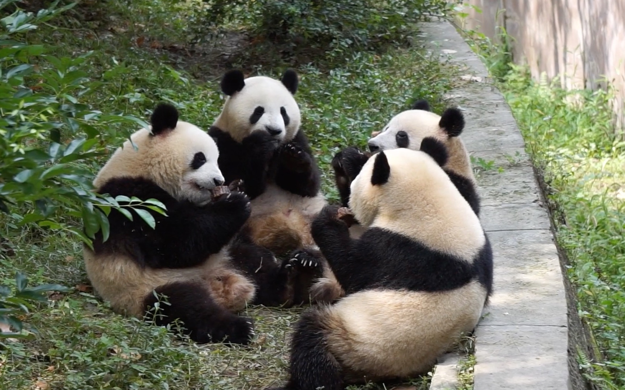大熊猫萌兰二号别墅日常会议主题庆大不在他的苹果和窝头大家要怎么分