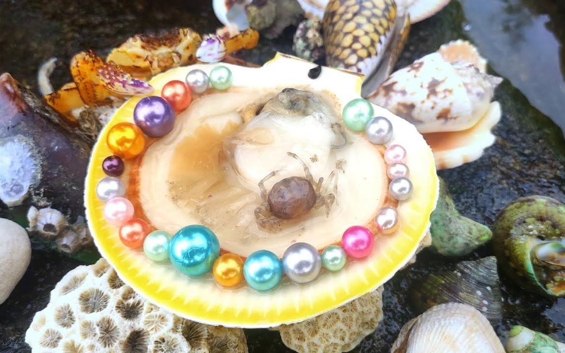 比脸还大的珍珠扇贝,每颗都是上等珍珠