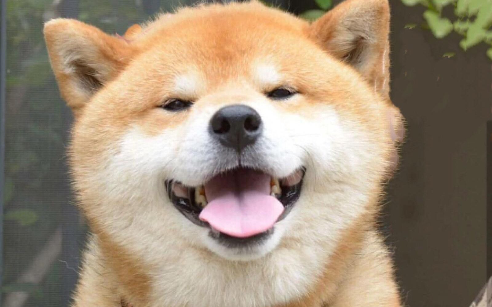 会笑的萌宠动心时刻