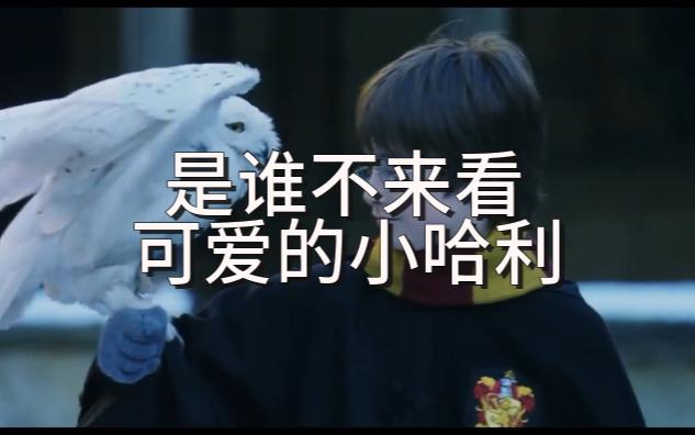 是谁不来看可爱的小哈利