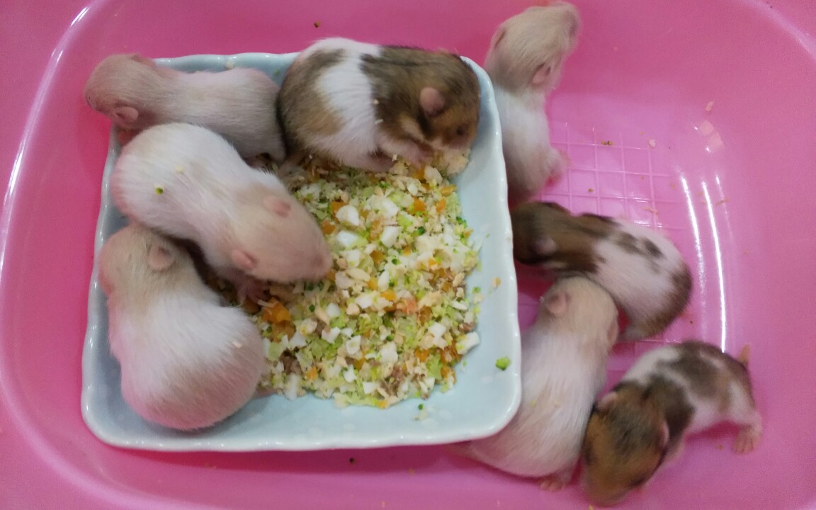 仓鼠金丝熊幼崽小崽子贪吃忘娘被鼠妈一个个叼回窝