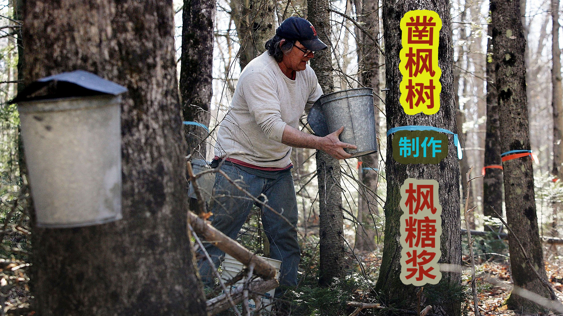 加拿大枫糖浆生猛制作工艺,机器凿穿枫树取汁熬制糖浆!哔哩哔哩bilibili