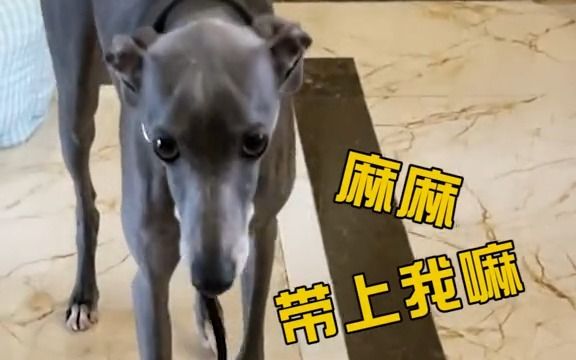 告诉大家个冷知识,世界名犬智商排行哈士奇排45,意大利小灵缇排60呢哔哩哔哩bilibili