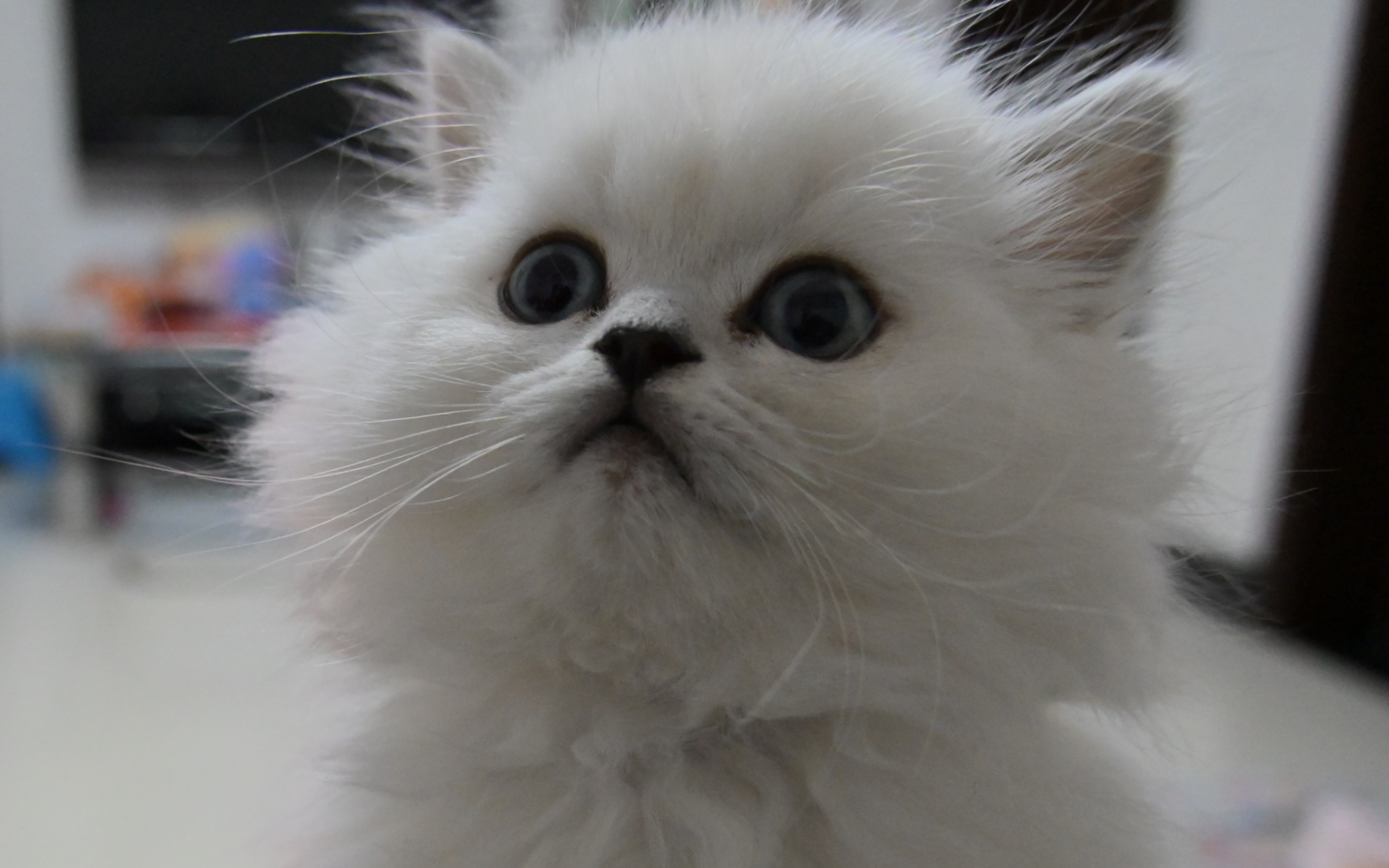 这样的小奶喵能萌化你的心吗?