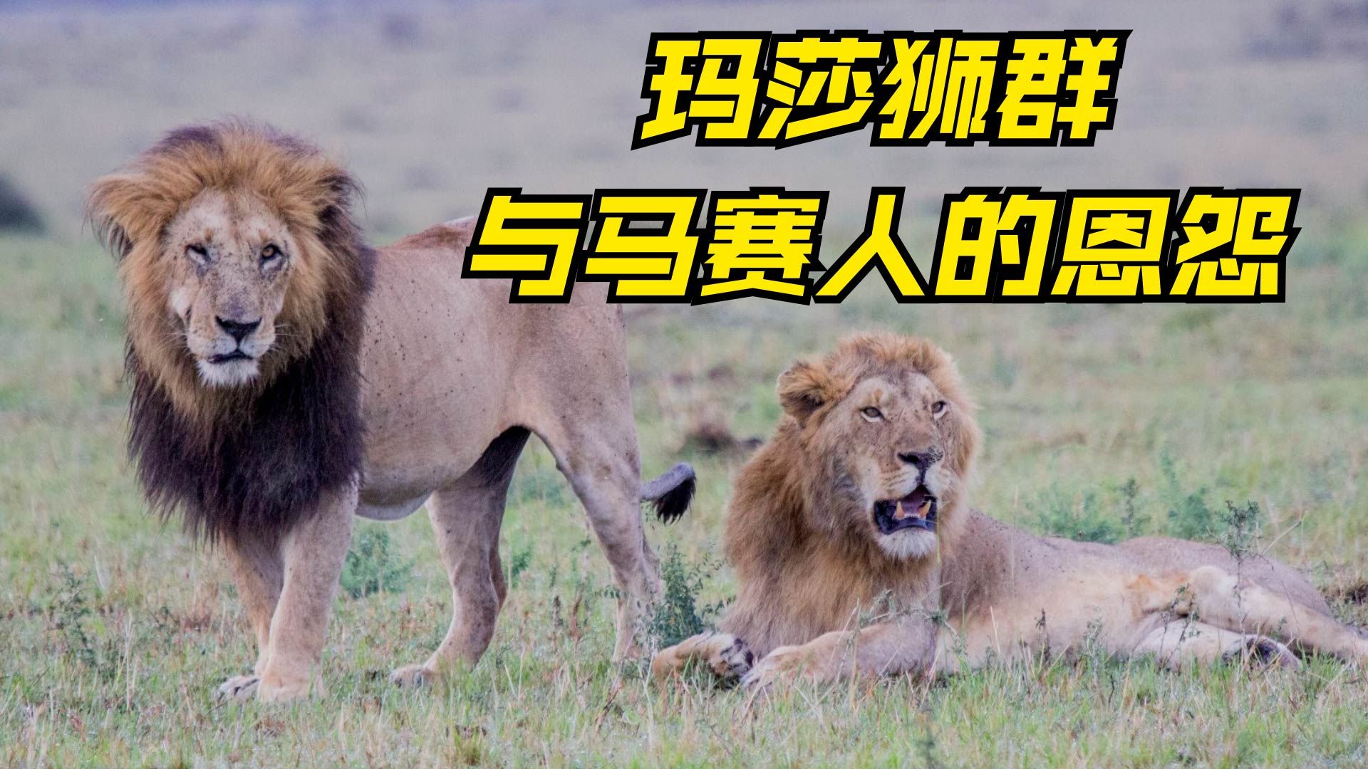 玛莎狮群发展史,狮群中8头狮子曾被马赛人集体毒倒