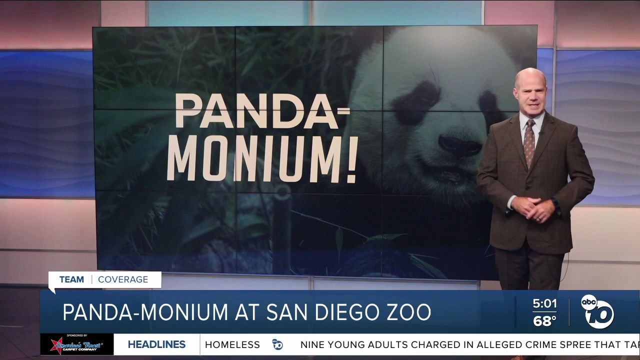 [图]两只熊猫抵美，加州掀起熊猫热 Panda-monium at San Diego Zoo