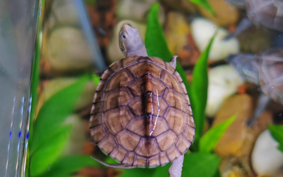 小青龟开箱视频