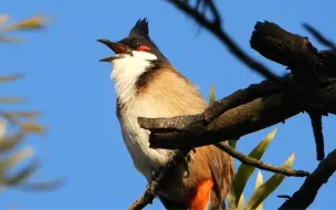 Скачать видео: 谁是路人也夸可爱的宝鹎呀？