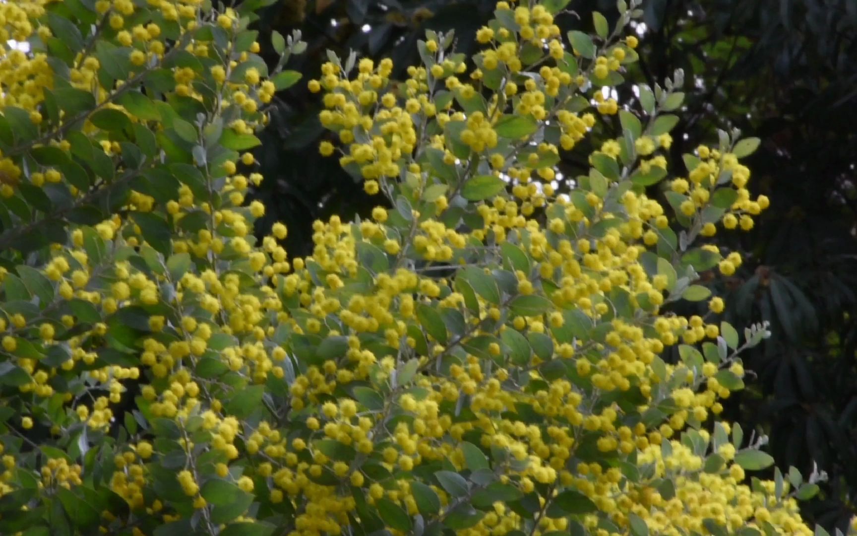 珍珠金合欢Acacia podalyriifolia A.Cunn. ex G.Don哔哩哔哩bilibili