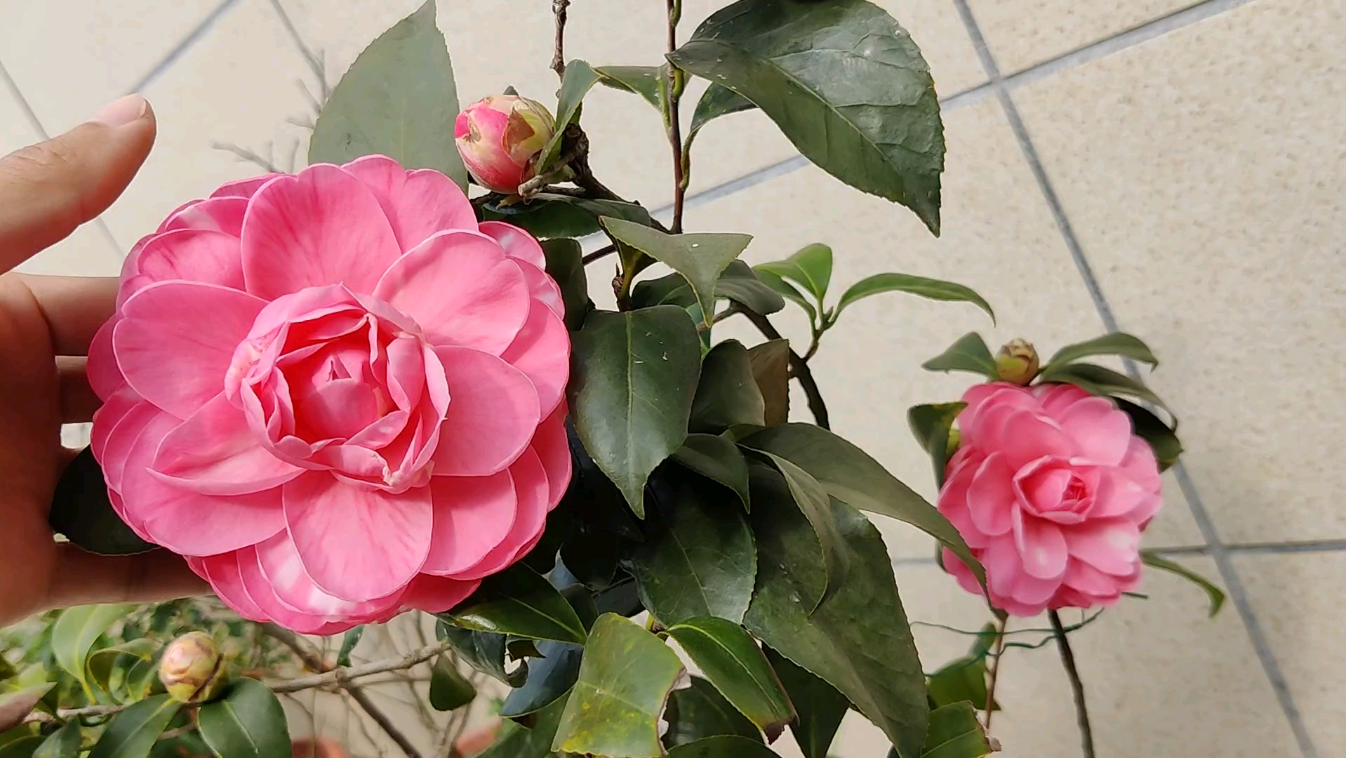 典雅工整精致大花的乔伊山茶花