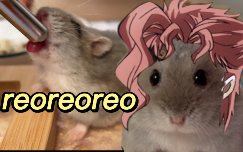 活动作品仓鼠花京院小猪屁喝水水reoreoreo