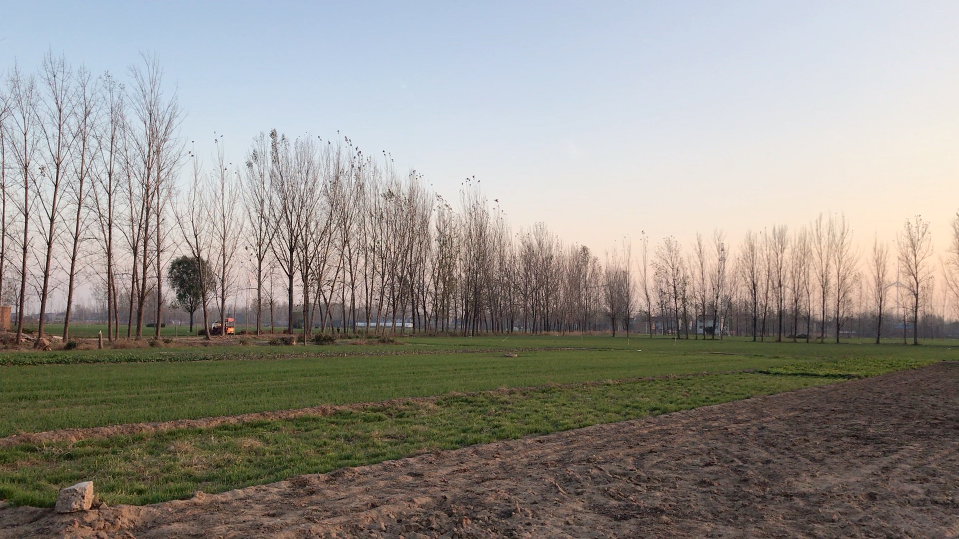 鲁西南农村老家,田野风景