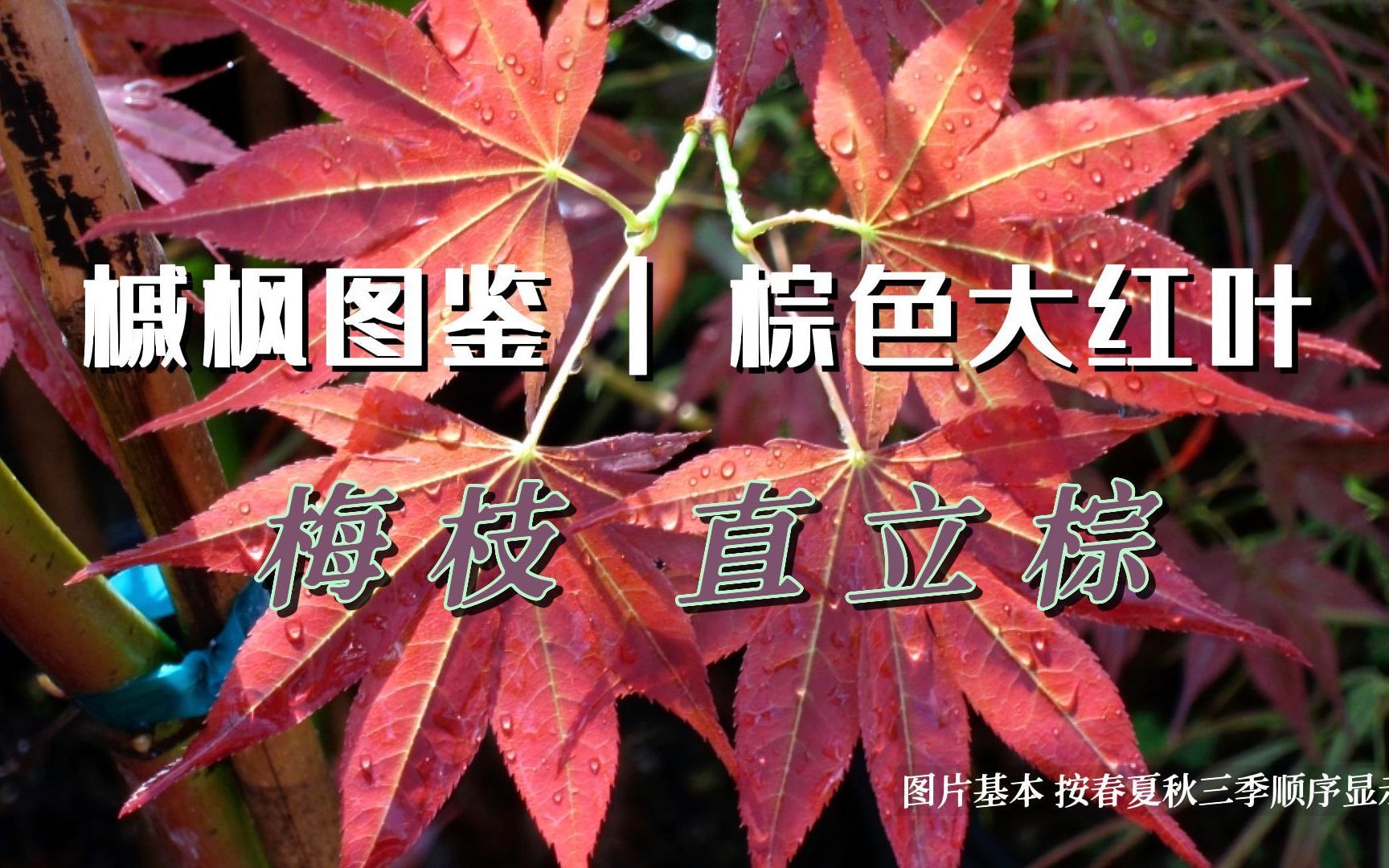 [图]枫树图鉴 | 第36期 “梅枝”优雅沉静的变色 直立｜里皮搬运