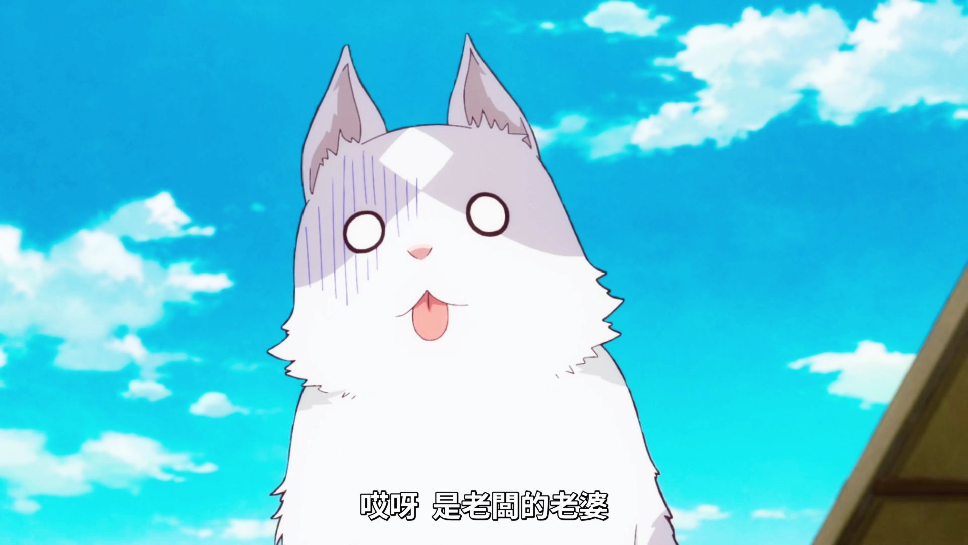 我和那些猫不一样的
