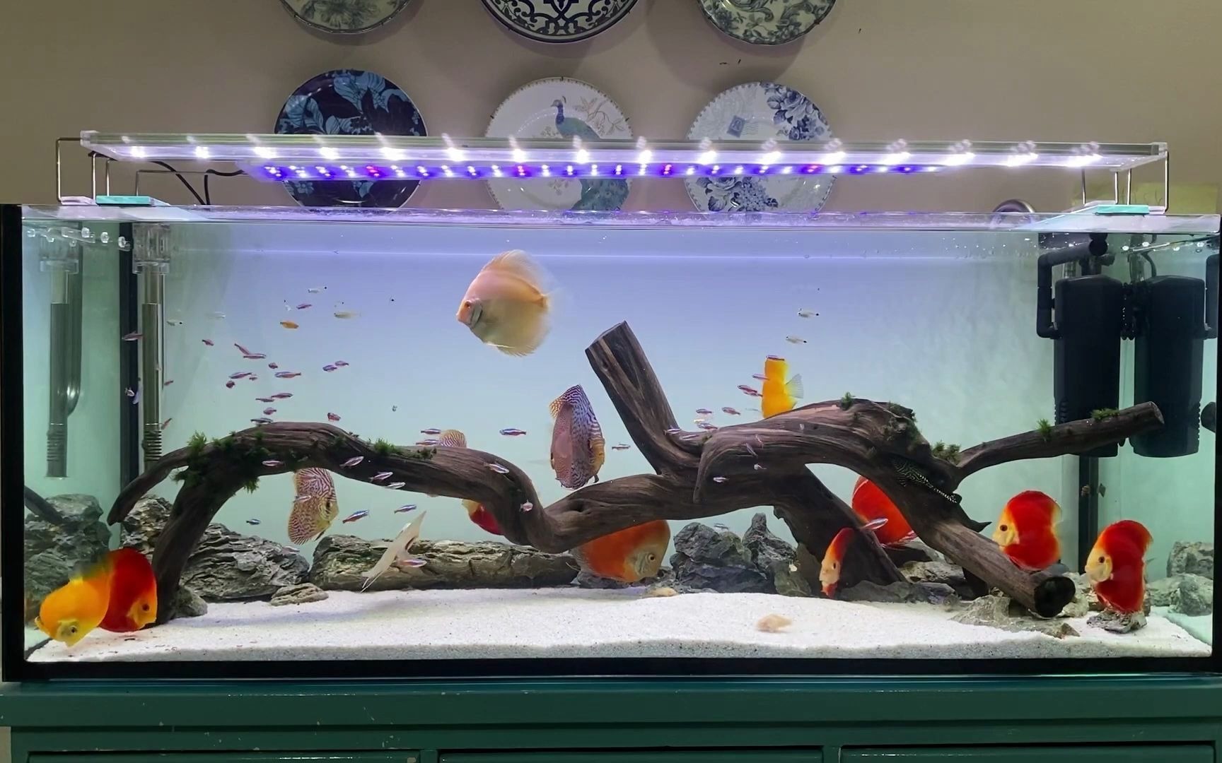 水清鱼靓一个让人看了会心情愉悦的鱼缸