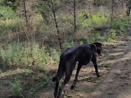 老板蒙古细犬看到猎物的瞬间爆发和加速.哔哩哔哩bilibili