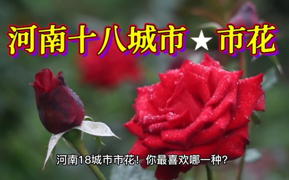 河南18城市的市花是什么?月季牡丹荷花最常见!哔哩哔哩bilibili