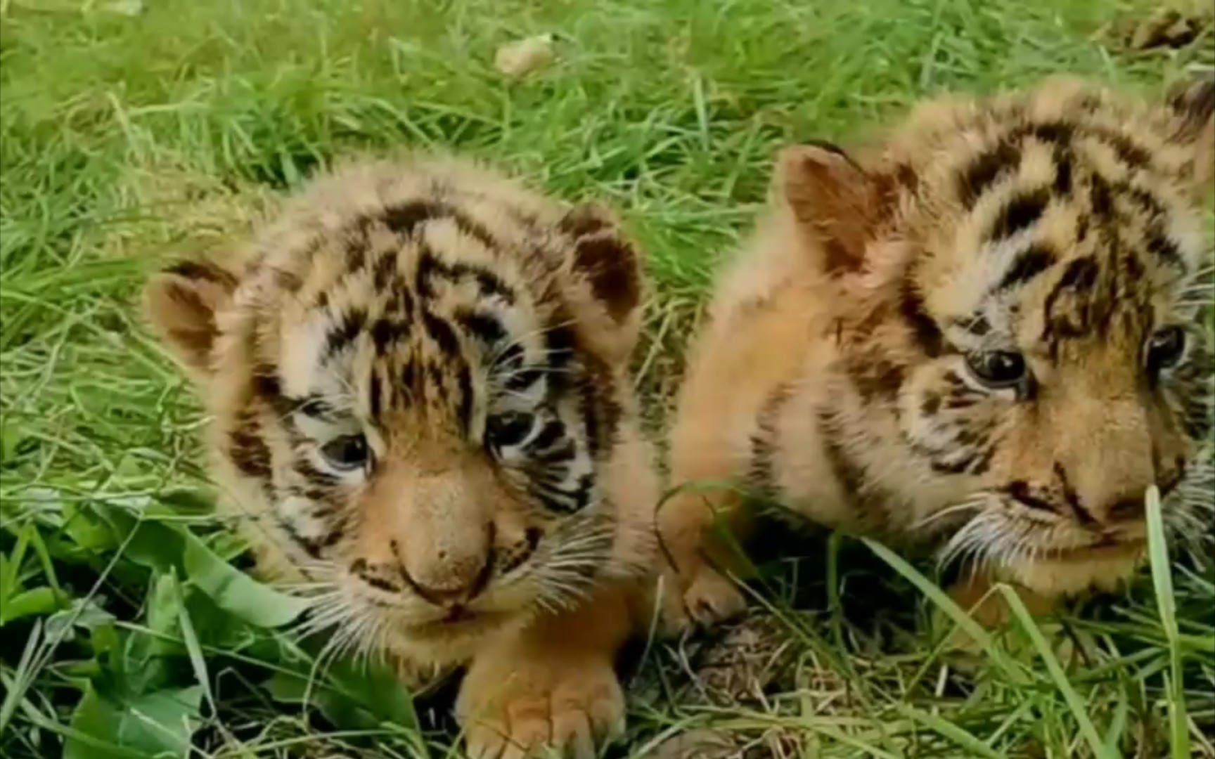 春暖花开小小奶虎踏青而来