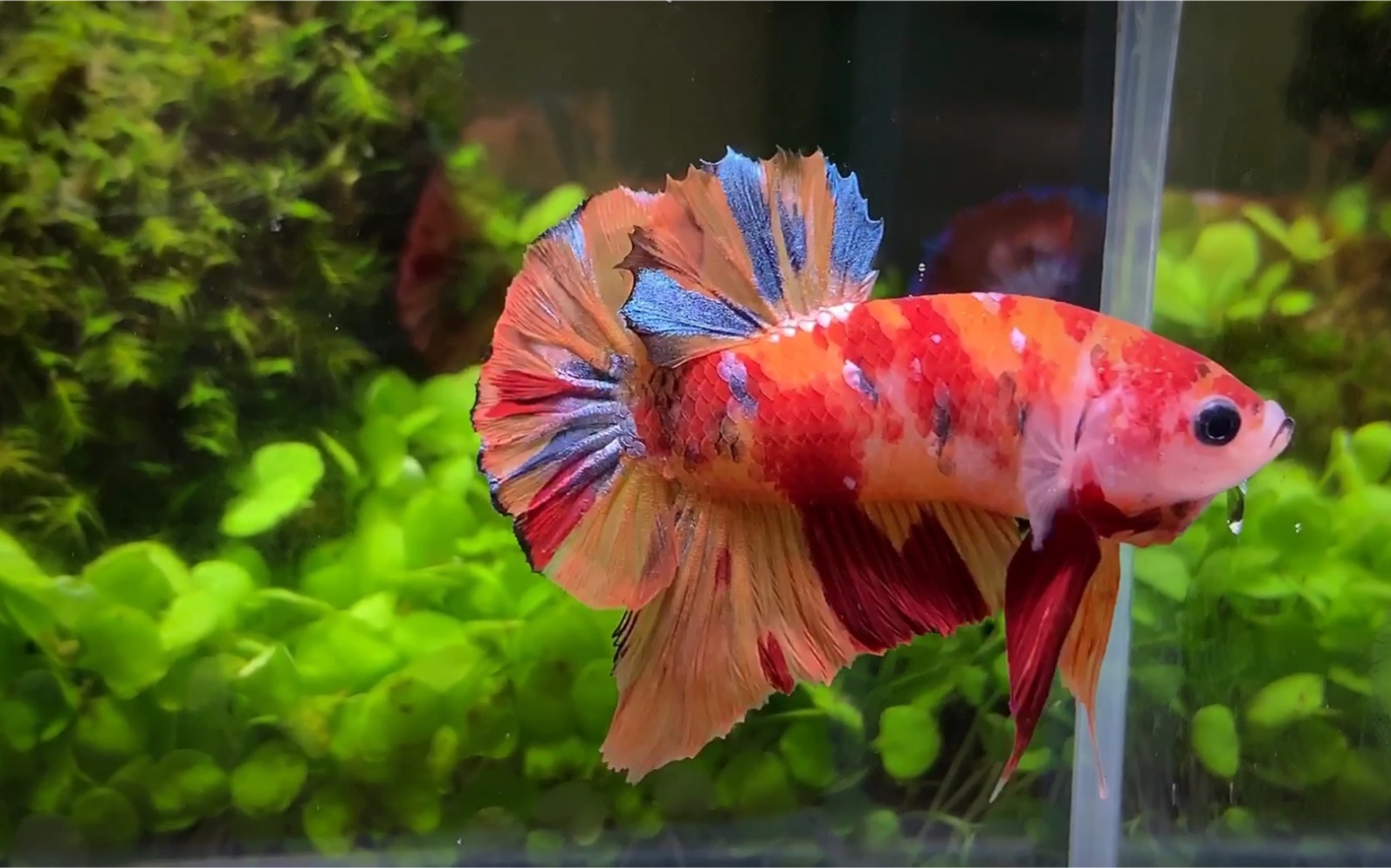 超级凶的糖果将军斗鱼 赞爆!_哔哩哔哩 (゜-゜)つロ 干杯~-bilibili