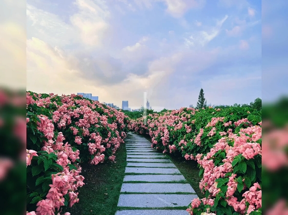 每日摄影 | 深圳湾: 都市风光,深圳湾公园哔哩哔哩bilibili