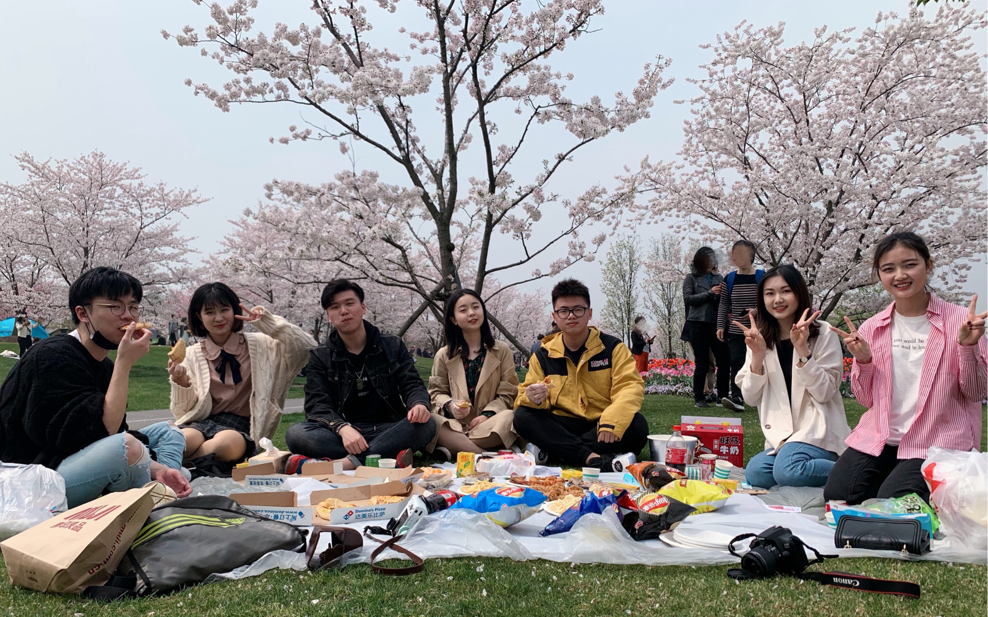 录这些的vlog01|来自2019年的 辰山植物园郊游赏樱