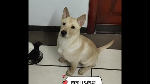 肉包儿 肉球 Vlog 69 你几口来我几口 小酸奶它不够凑 哔哩哔哩 Bilibili