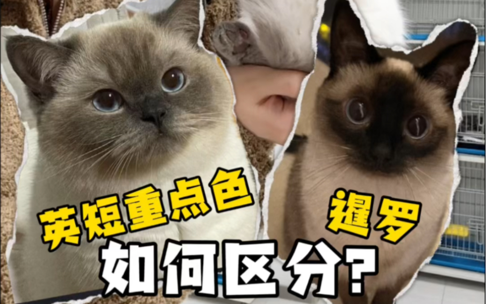 英短重点色和暹罗猫如何区分
