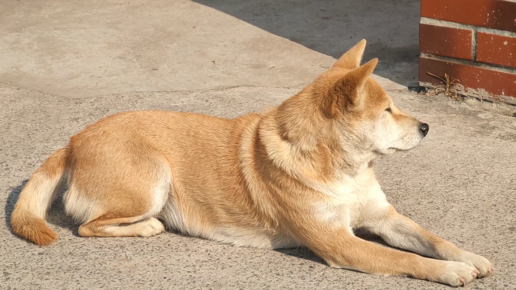 农村小黄狗太阳晒得暖洋洋眼睛都睁不开啦