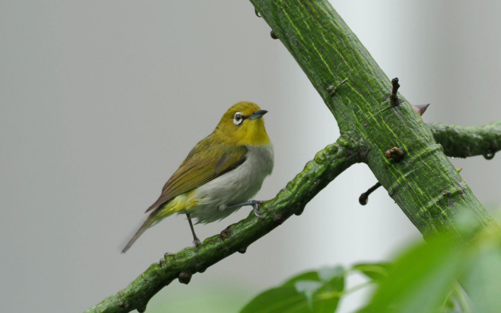 雨后难得安静让我慢慢拍的暗绿绣眼鸟