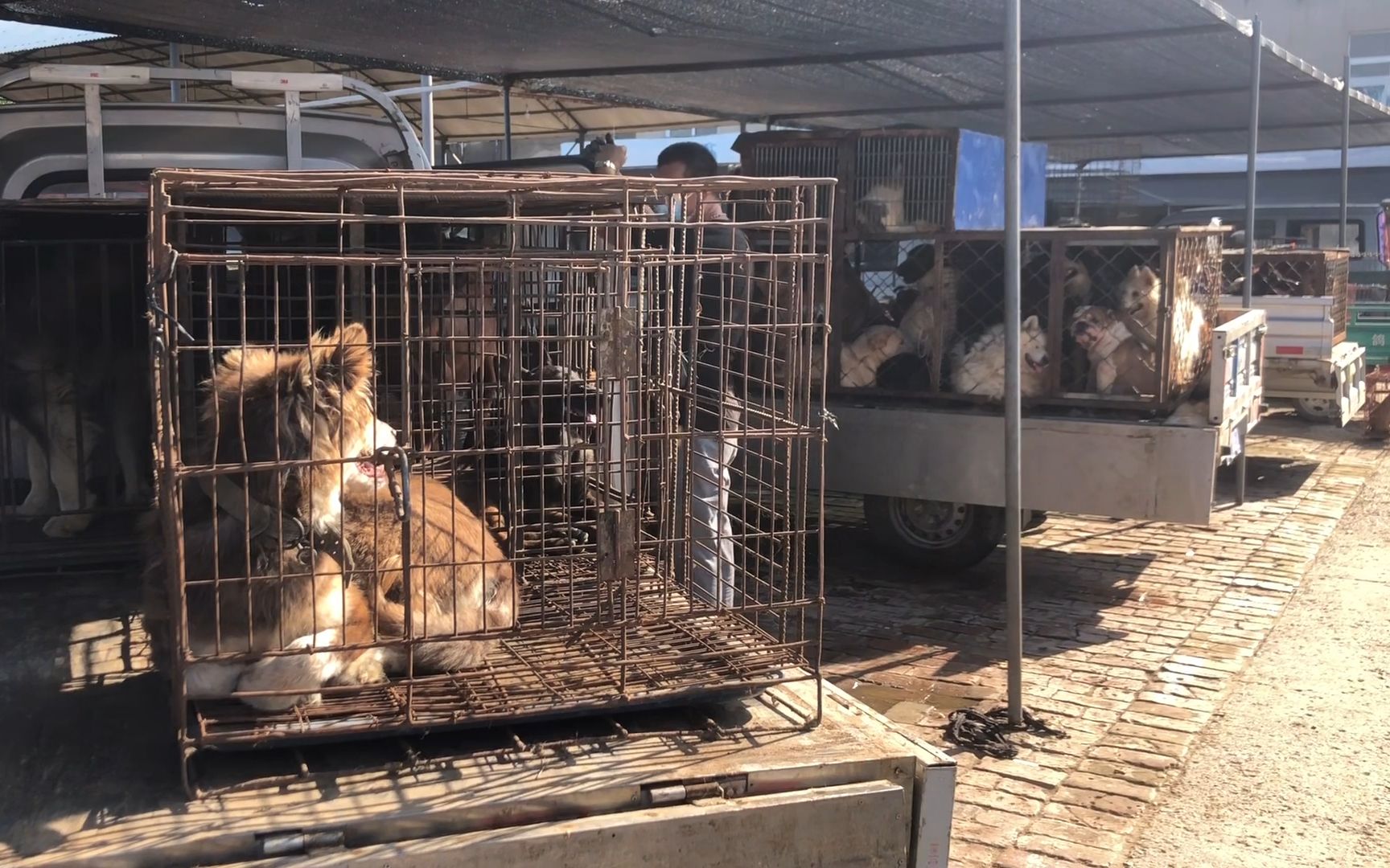 活动  中国四大狗市之开封狗市,狗肉车成群,多的你无法想象!