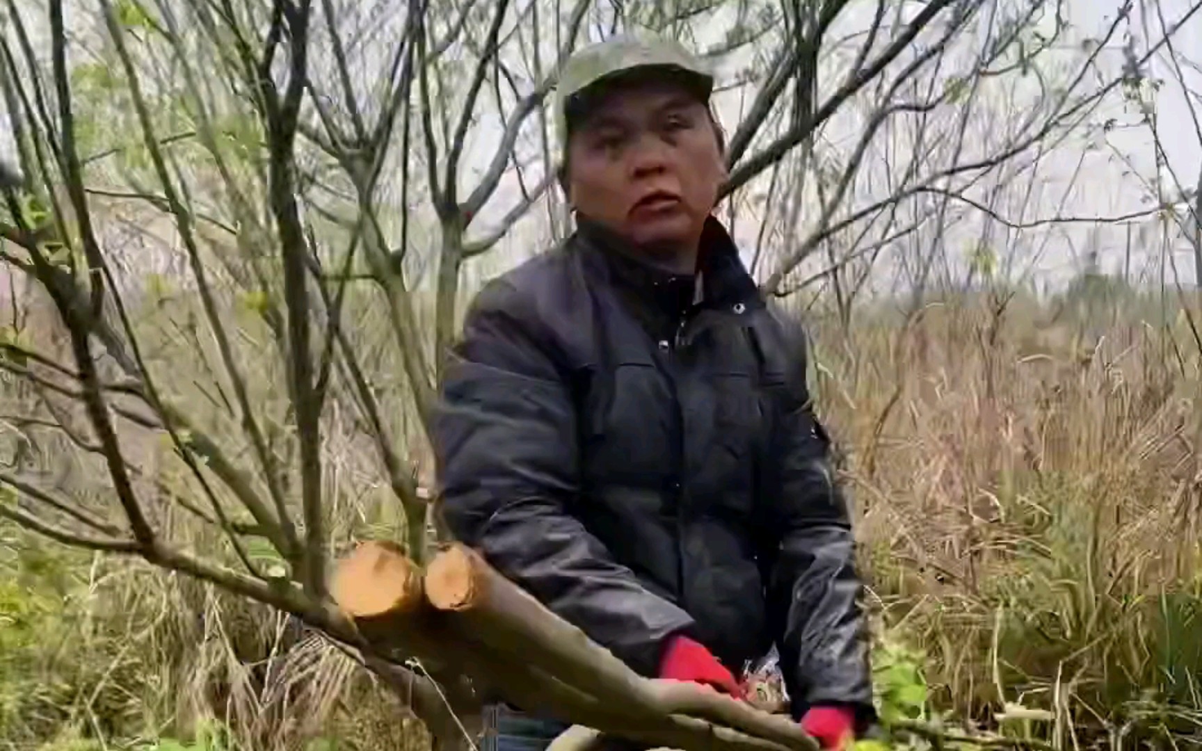 没干熄火的油茶树抓紧把枯枝修剪清理一下,对它的生长很重要的哦.#农业种植 #油茶树种植 #修剪树枝哔哩哔哩bilibili