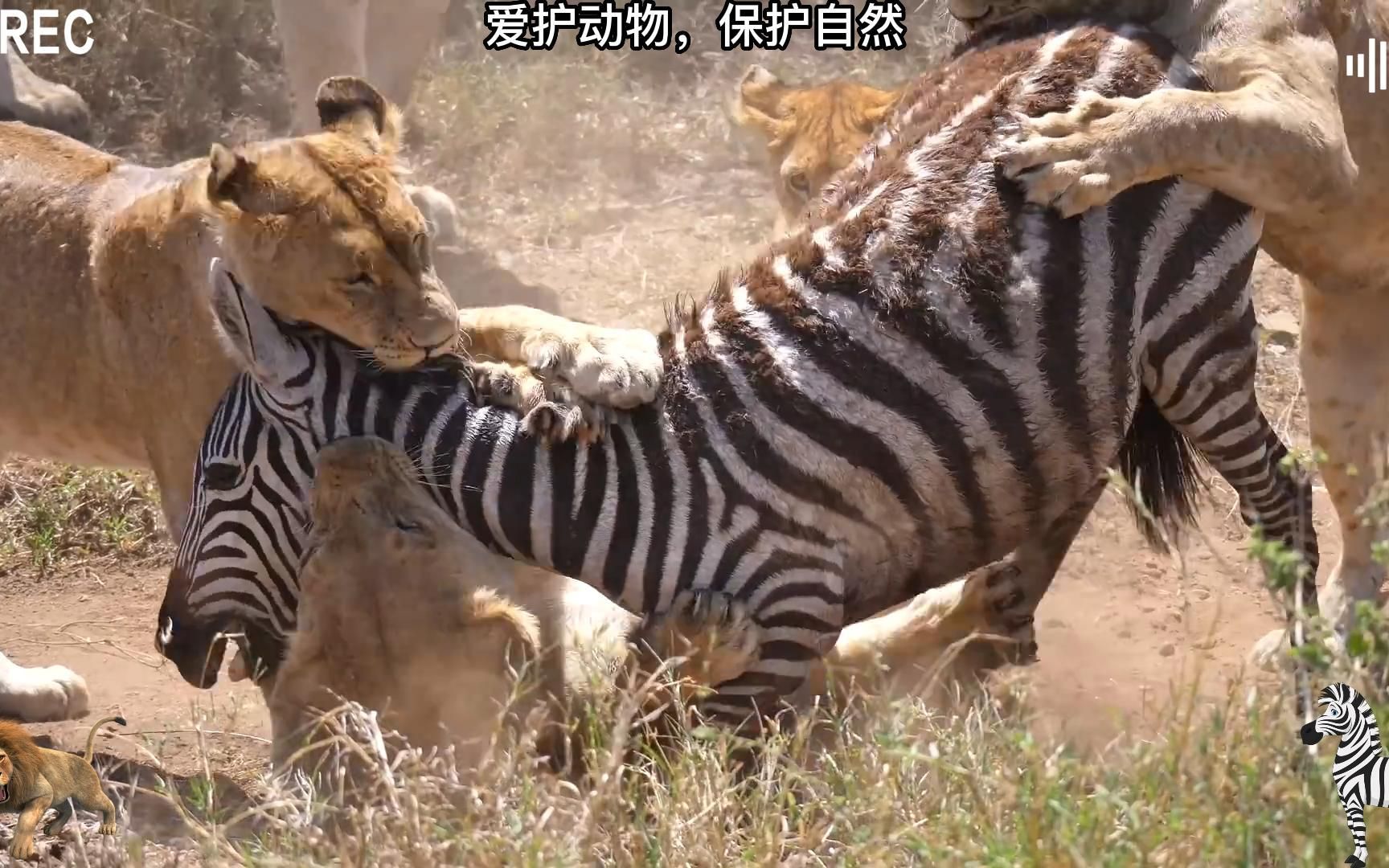 母狮捕猎图片